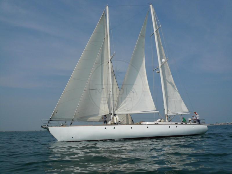 stain Goletta oceanica