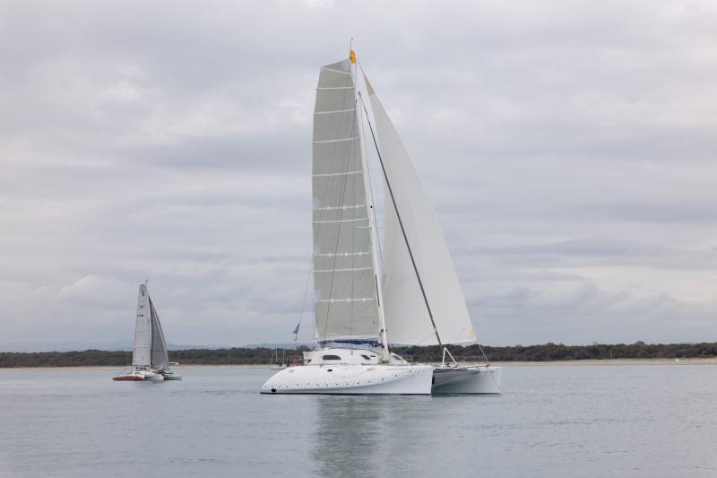 latini Cat 43