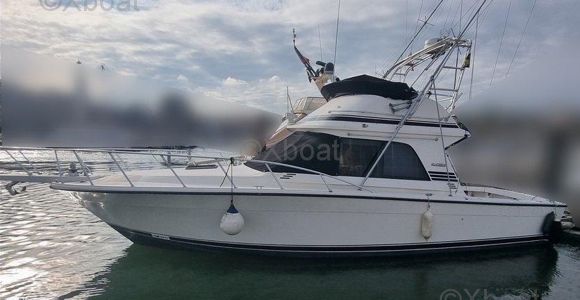 blackfin Blackfin 38 convertible