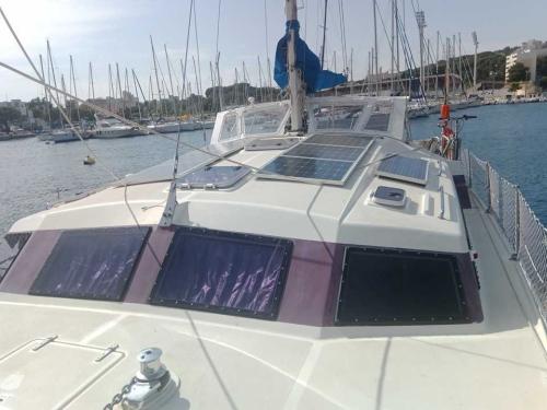 Prout snowgoose 37
